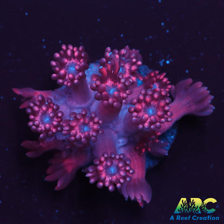 Pink Goni