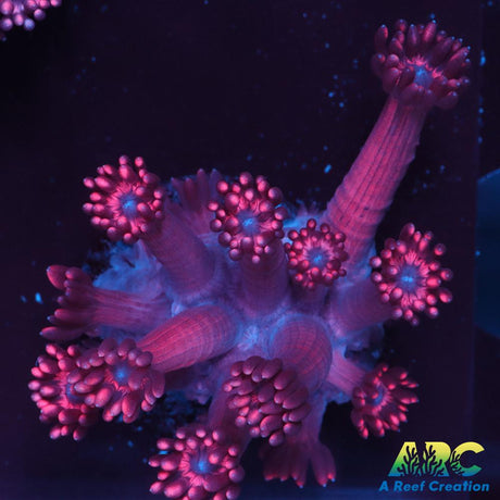 Pink Goni