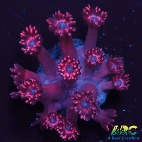 Pink Goni