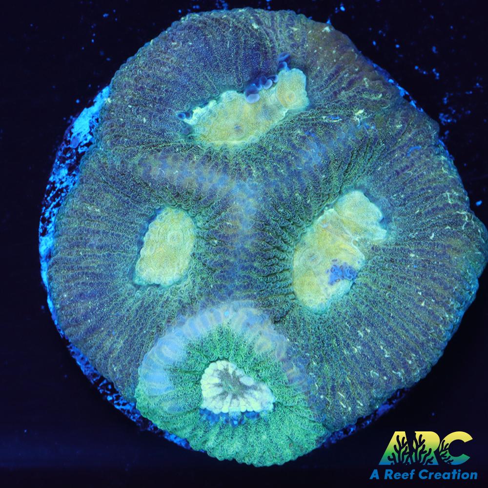 Double Green Goniastrea