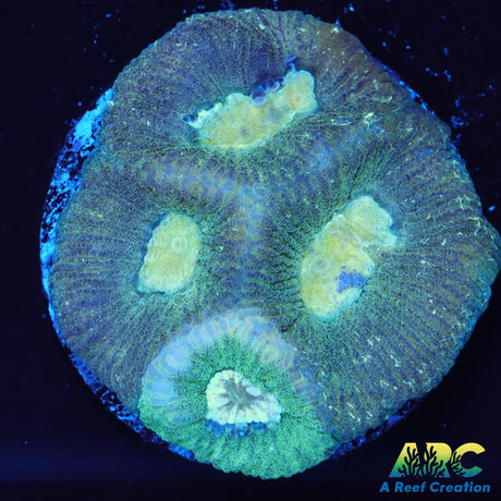 Double Green Goniastrea
