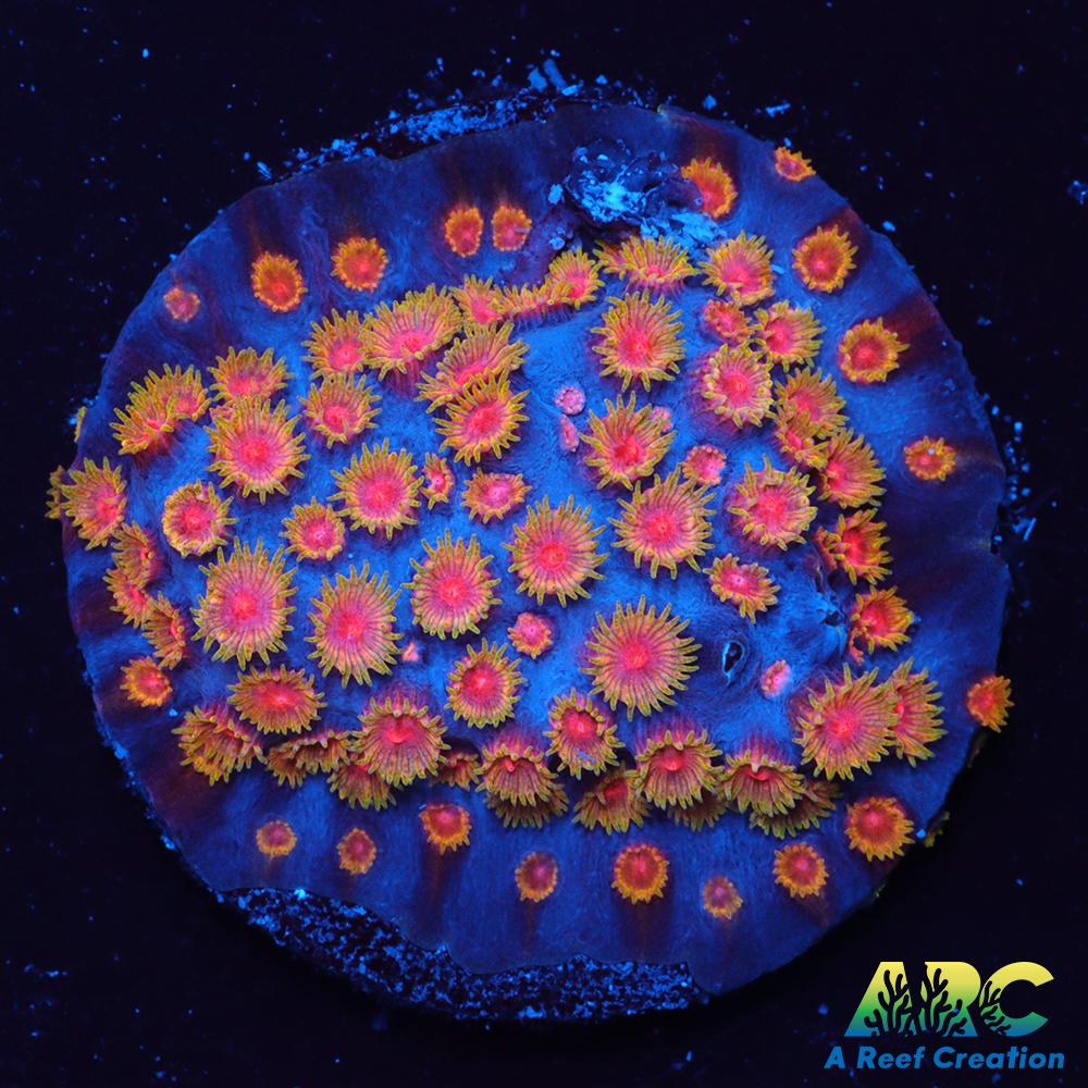 Bizarro Cyphastrea