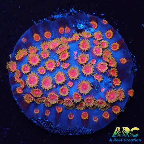 Bizarro Cyphastrea
