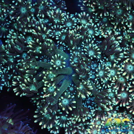 Green Alveopora