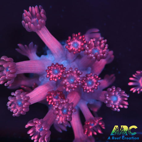 Pink Goni