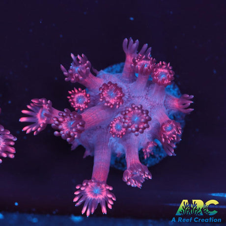 Pink Goni