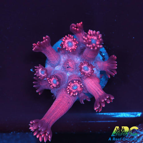 Pink Goni