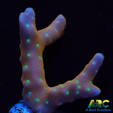RRC Tropicana Anacropora