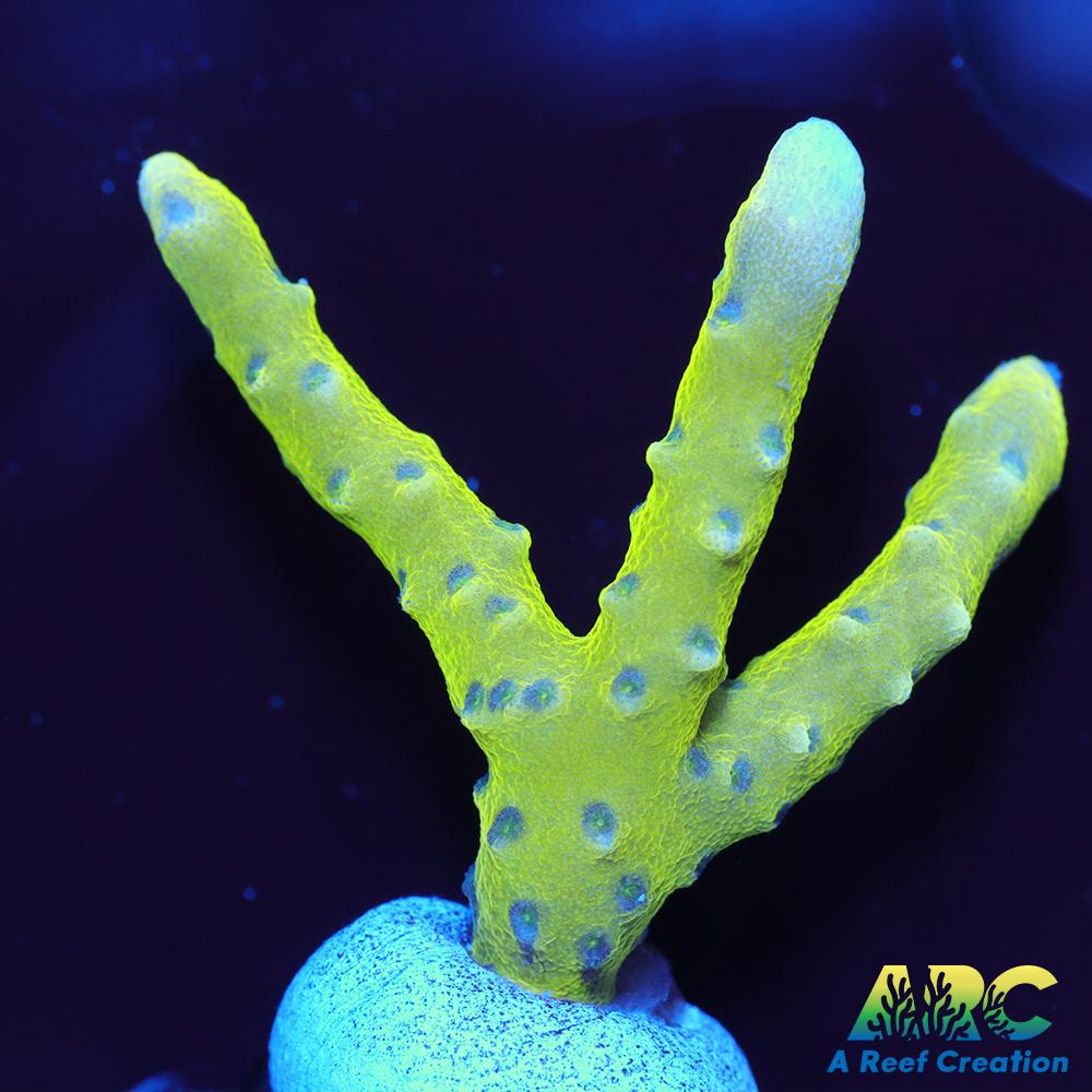 Green Goblin Anacropora