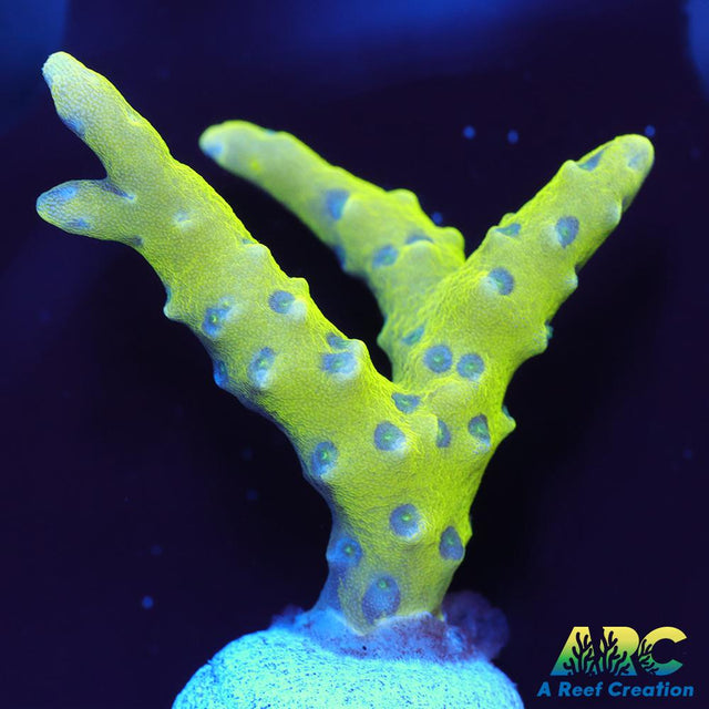 Green Goblin Anacropora