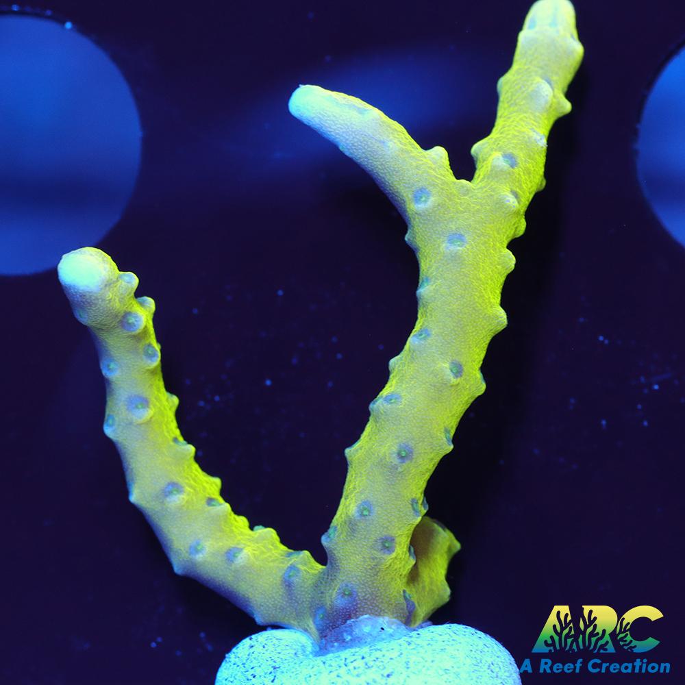 Green Goblin Anacropora