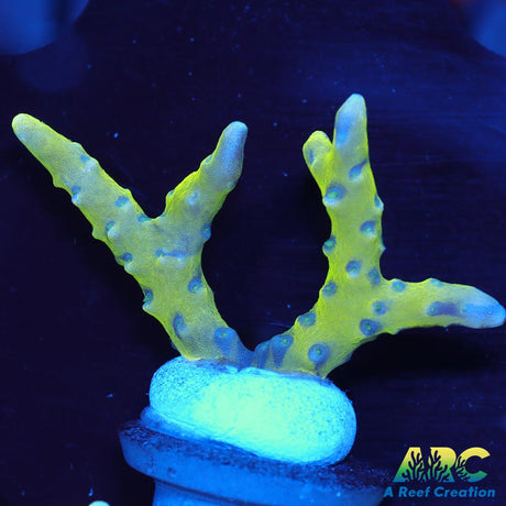 Green Goblin Anacropora