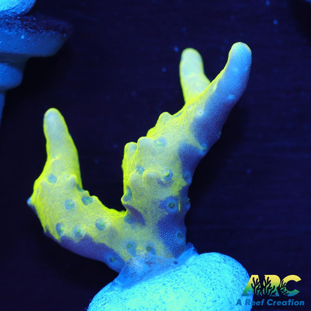Green Goblin Anacropora