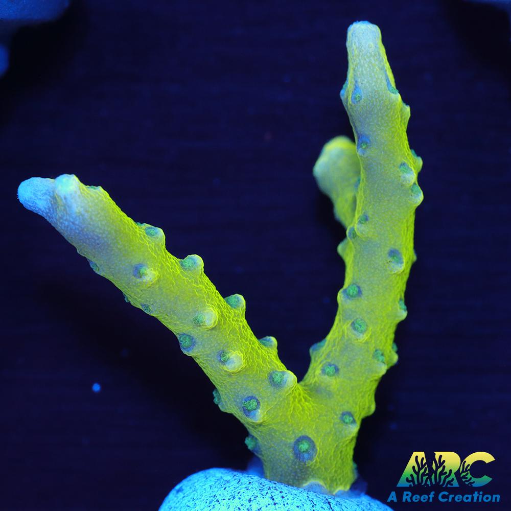 Green Goblin Anacropora