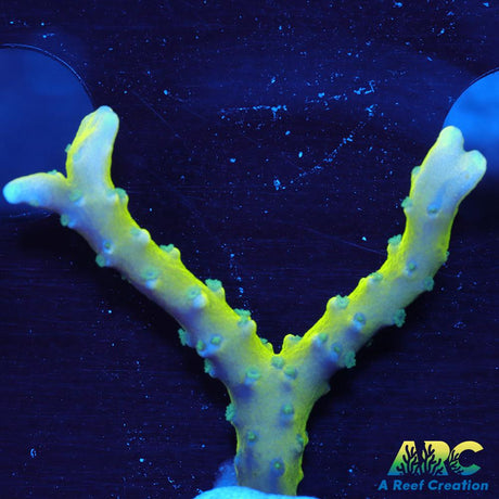 Green Goblin Anacropora