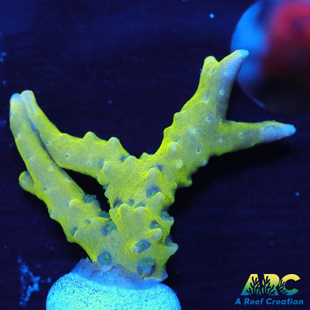 Green Goblin Anacropora