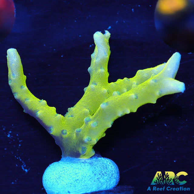 Green Goblin Anacropora