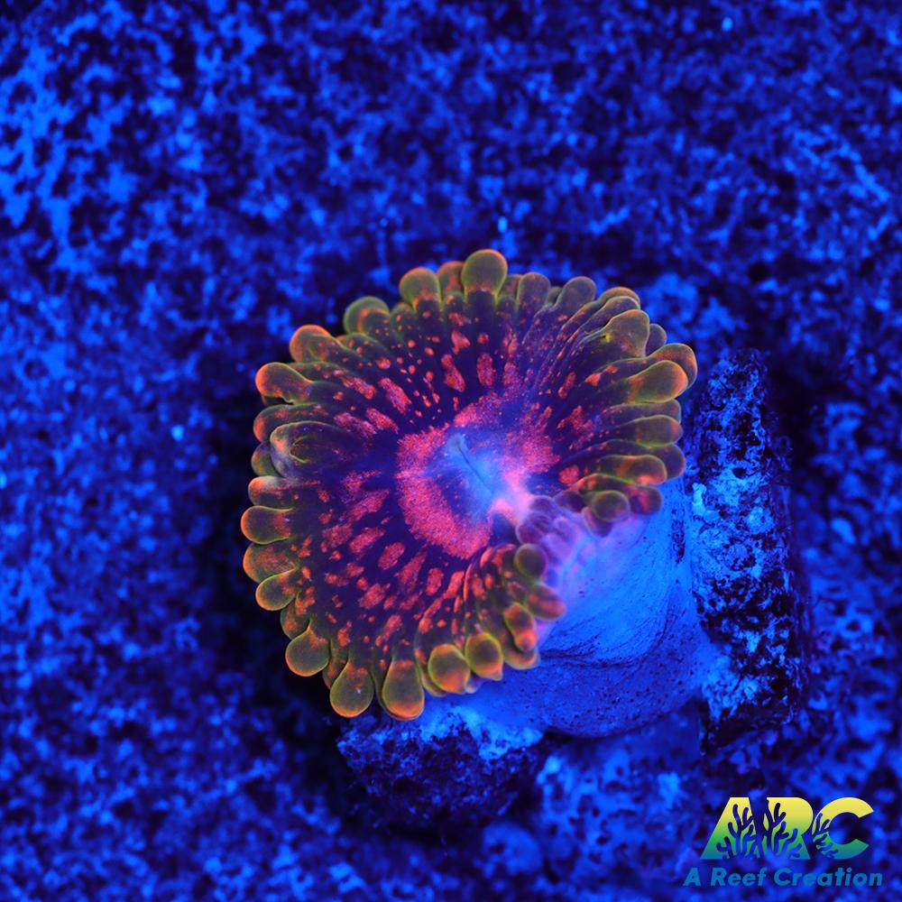 GB Grand Master Krakatoa