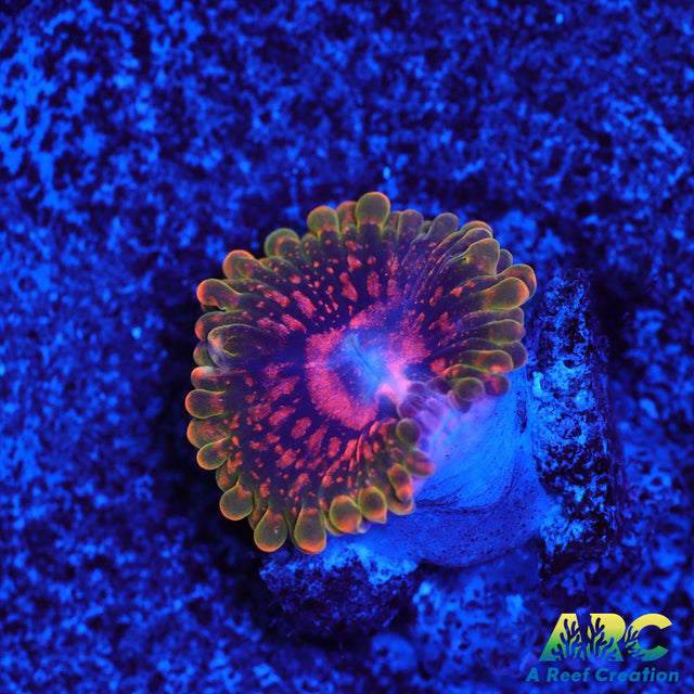 GB Grand Master Krakatoa