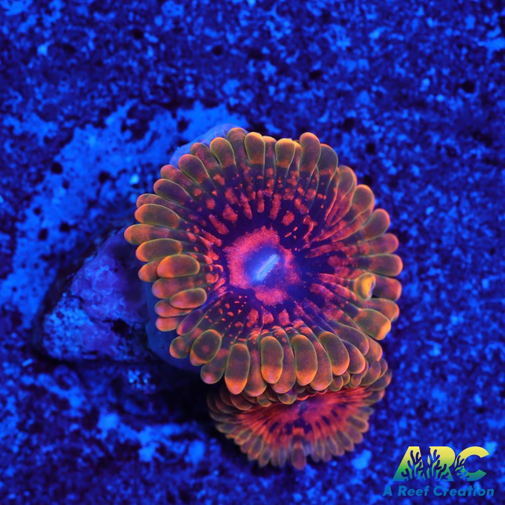 GB Grand Master Krakatoa