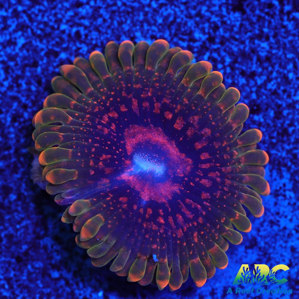 GB Grand Master Krakatoa