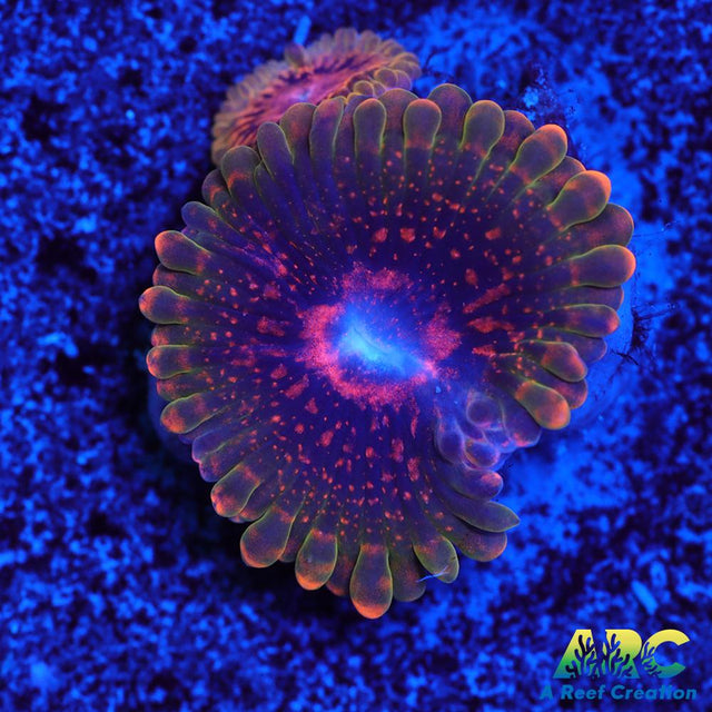 GB Grand Master Krakatoa