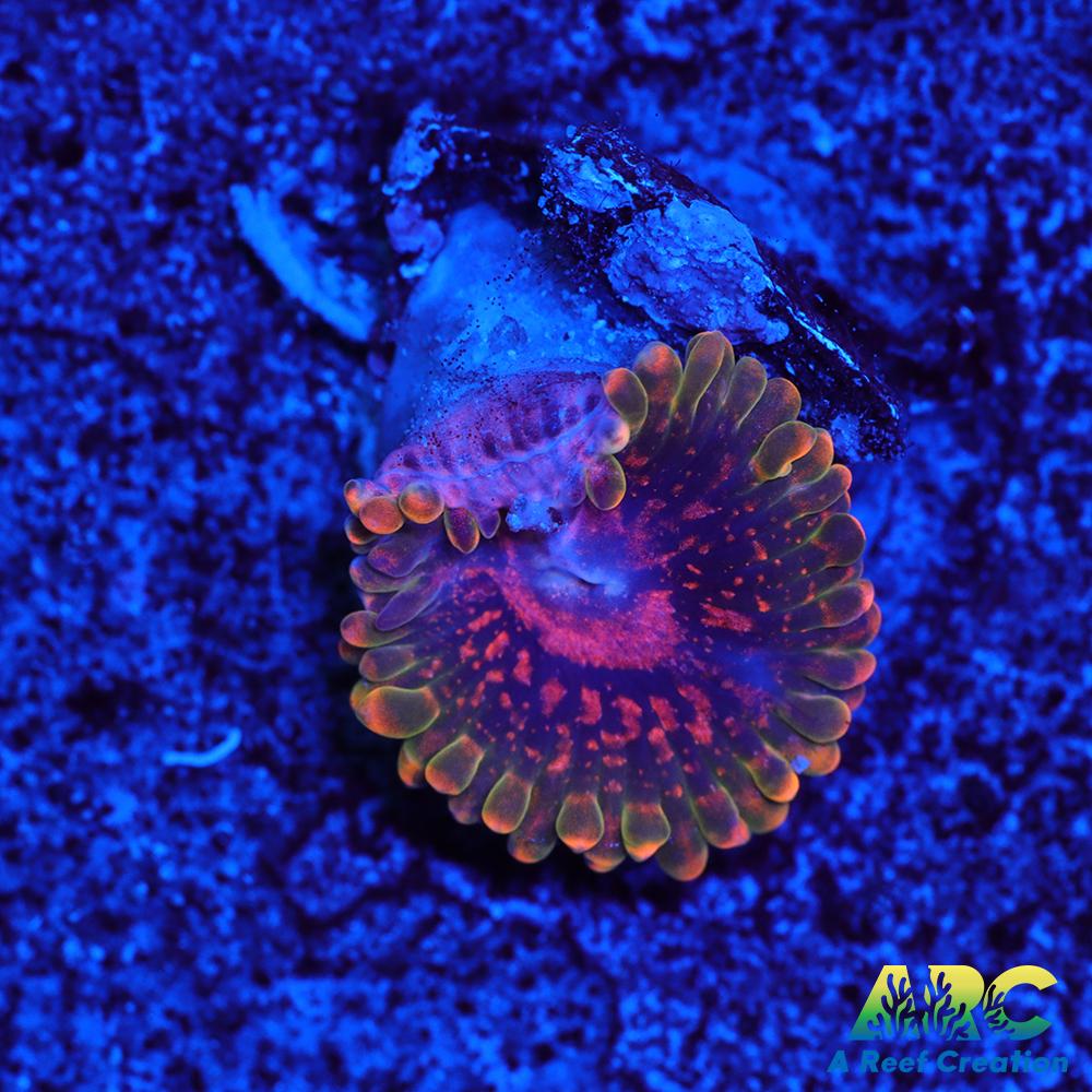 GB Grand Master Krakatoa