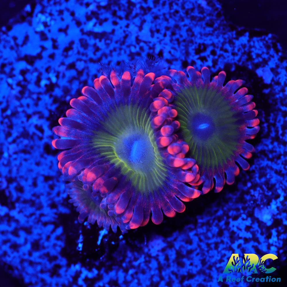 Electric Oompa Loompa