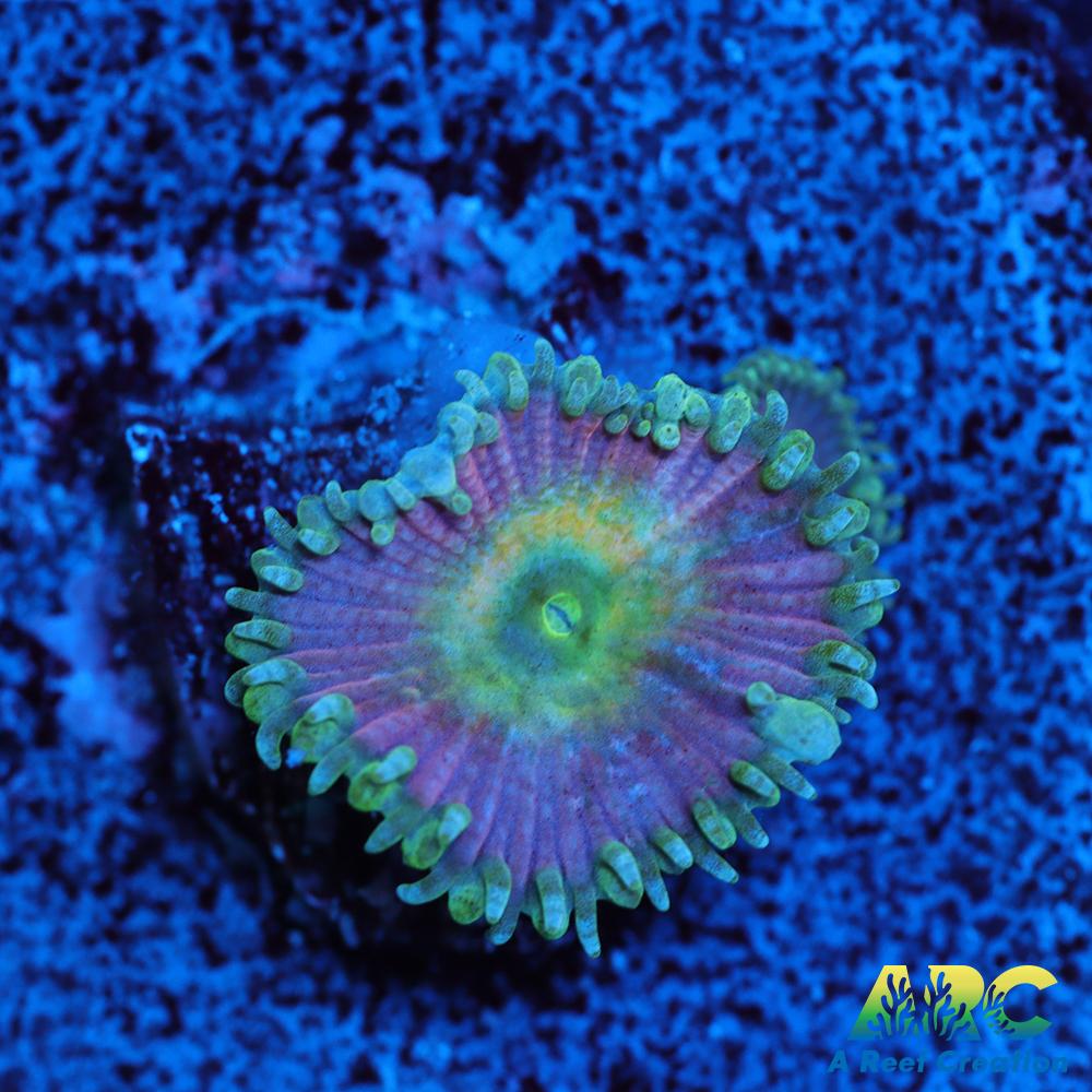 Beauty and the Beast Paly