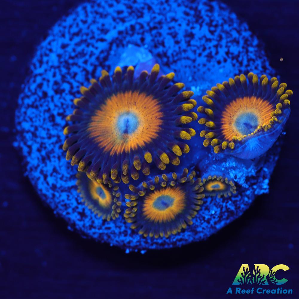 Scrambled Eggs Zoas