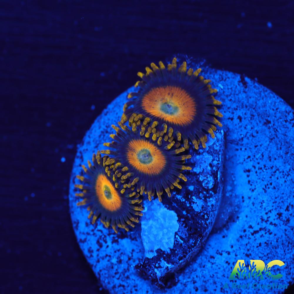 Scrambled Eggs Zoas