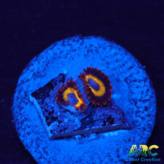 Scrambled Eggs Zoas