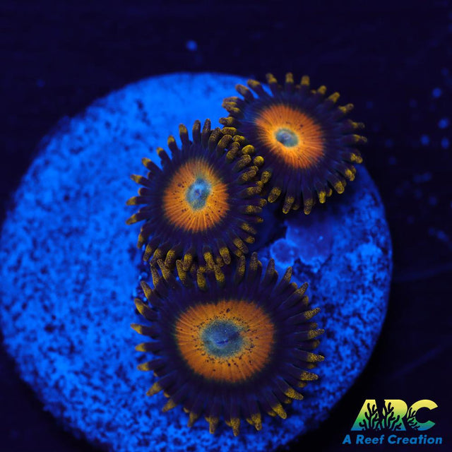 Scrambled Eggs Zoas