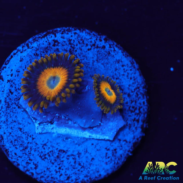 Scrambled Eggs Zoas