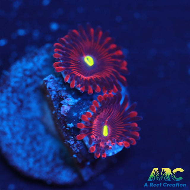 Electric Red People Eaters