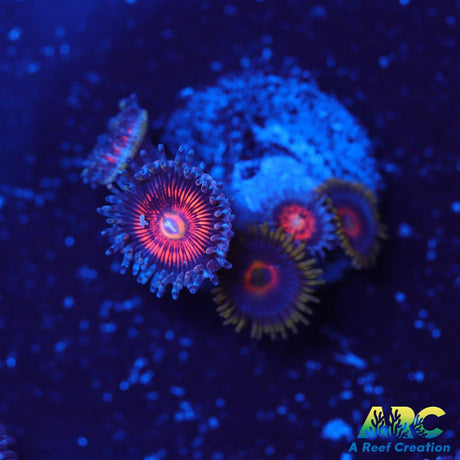 God of War Revolutions