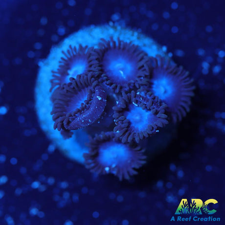 Blue Zoa