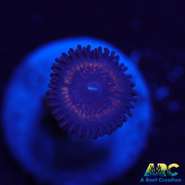 Zoa