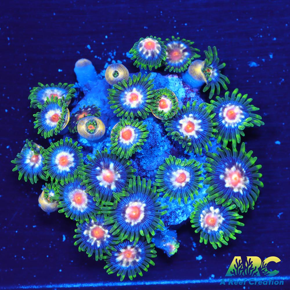 JF Stargazer