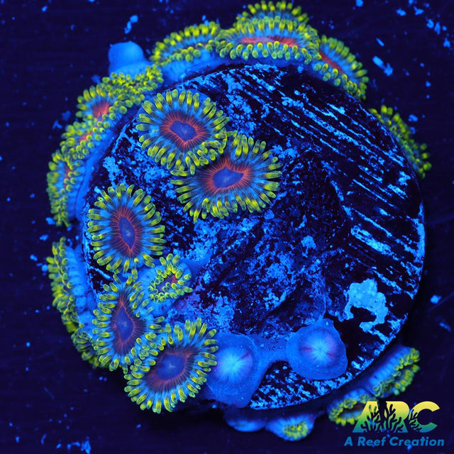 Deep Water Watermelons