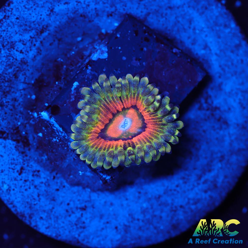 Not sure Zoa