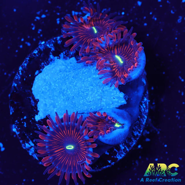 Electric Red People Eaters