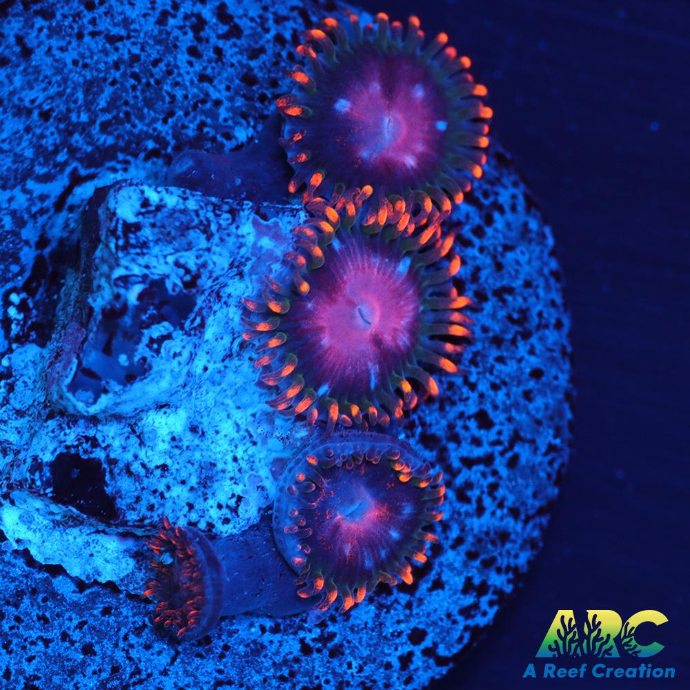 KH Sunburst Zoa
