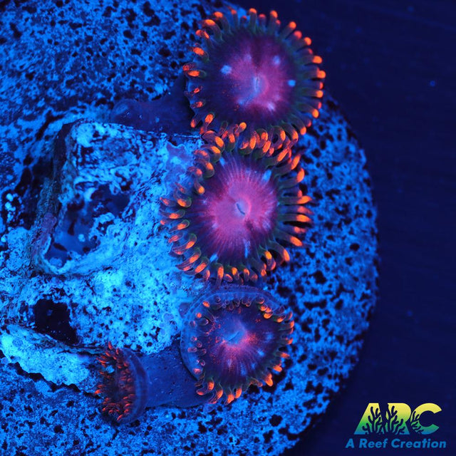 KH Sunburst Zoa
