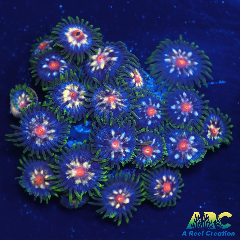 JF Stargazers