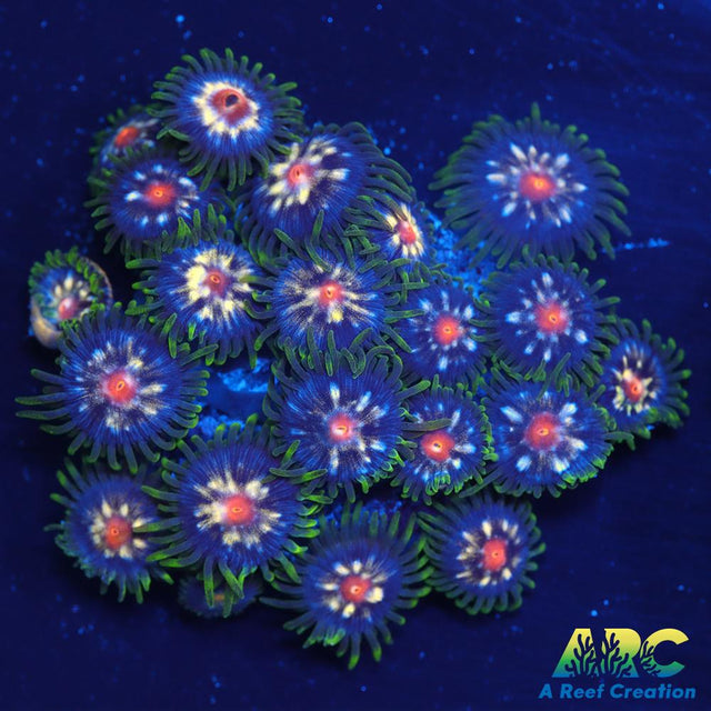 JF Stargazers