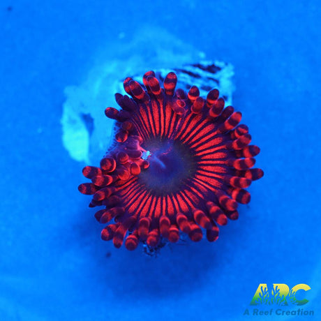ARC Poinsettia Zoa