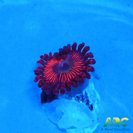 ARC Poinsettia Zoa