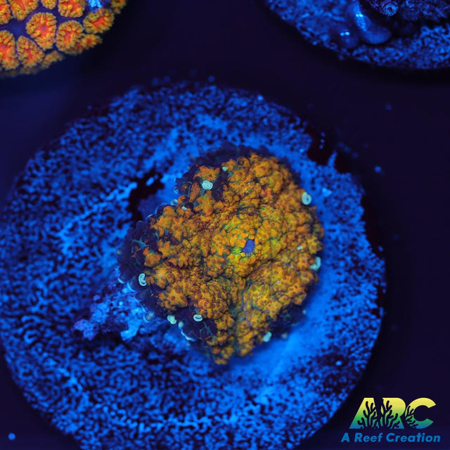 Fall Foliage Rhodactis