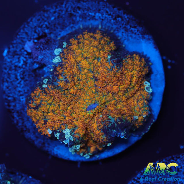 Fall Foliage Rhodactis